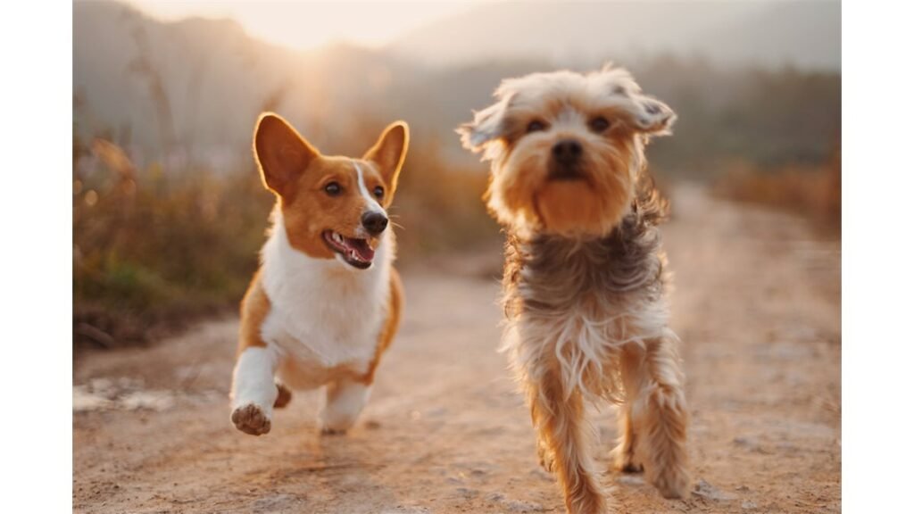 ROYAL CANIN promove Pet Truck itinerante para tutores de cães